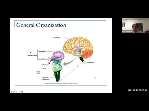 Central Nervous System Anatomy