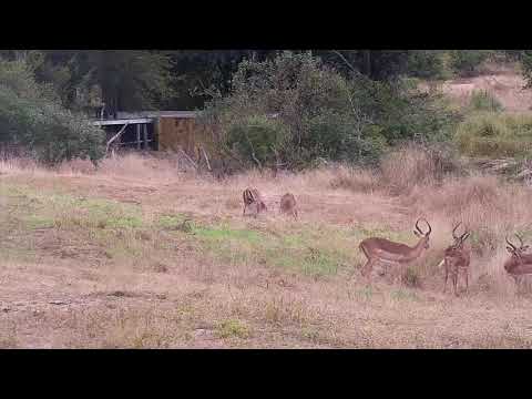 Djuma: Sparring Impalas - 10:55 - 06/01/21