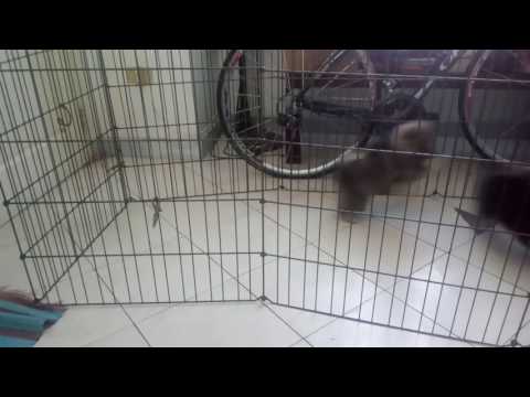 Perico Aylan and Perico Omran