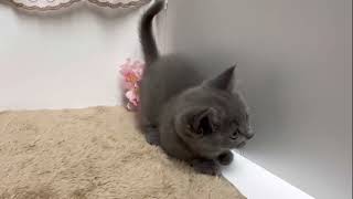 ブリティッシュショートヘアの動画01