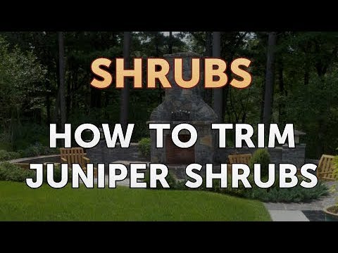 How to Prune a Bottlebrush Shrub