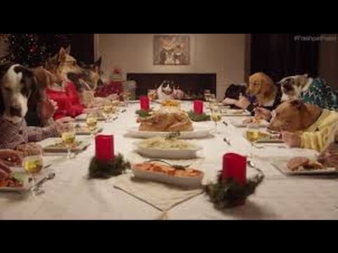 Freshpet Holiday Feast   13 Dogs and 1 Cat Eating with Human Hands