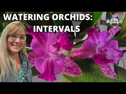 How Often Should You Water a Phalaenopsis Orchid?