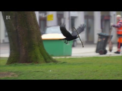 So schlau sind Krähen | BR24