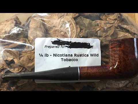 Wild Nicotiana Rustica Review