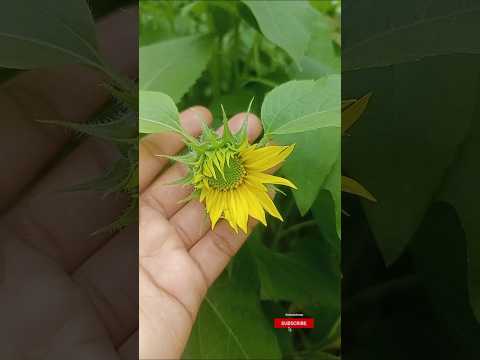 Sunflowers Up Close: A Floral Beauty Experience #nature #flowers #beautiful #trending #shorts