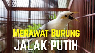 Download lagu Perawatan Harian Burung JALAK PUTIH Agar Rajin Berbunyi mp3 Download lagu Perawatan Harian Burung JALAK PUTIH Agar Rajin Berbunyi mp3