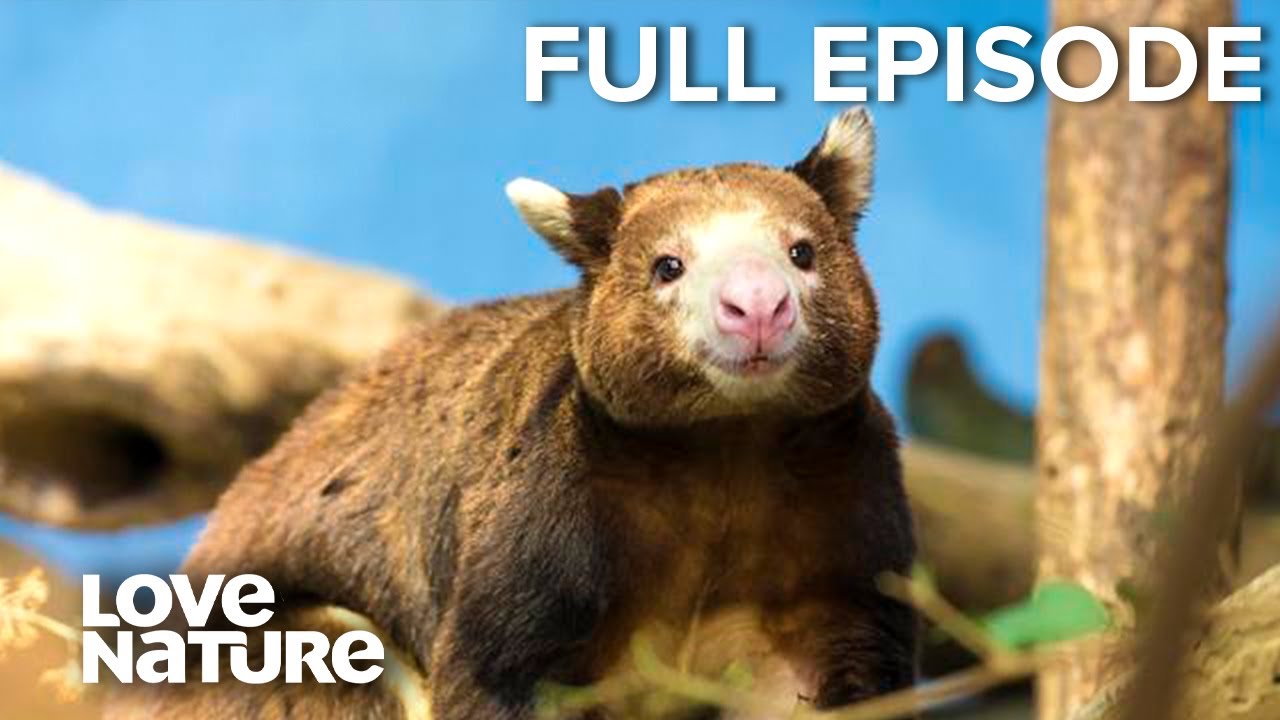 Tree Kangaroos: Ghosts of the Forest | Love Nature