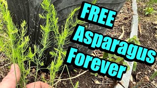 Never buy Asparagus plants again! How to get FREE Asparagus plants- collecting seedlings.