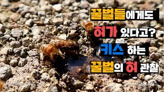 꿀벌에게도 혀가 있다고? 키스도 가능한 꿀벌의 독특한 입구조 관찰하기