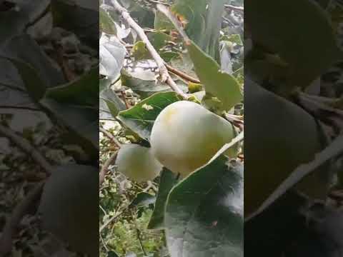New HiT video of beautiful fruits #fruits #drama #cutest #allahuakbar #amin #khan #official