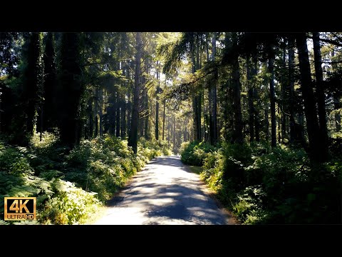 - Aerial View of the Redwoods- 4K DJI Mini 3 Pro Footage - Lady Bird Johnson Grove - Humboldt Coast