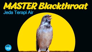 Download lagu Blackthroat Jeda Terapi Air AAHOBI MANIA... mp3