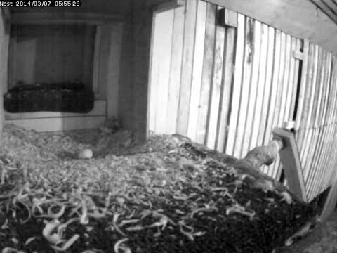 Owlet Chittering In Egg Before Hatching