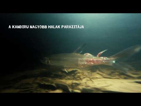 idegen szörnyek paraziták ellen