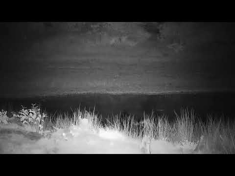 Djuma: Lone Hyena has quick dip in dam then walks beside the cam - 04:56 - 03/02/2022