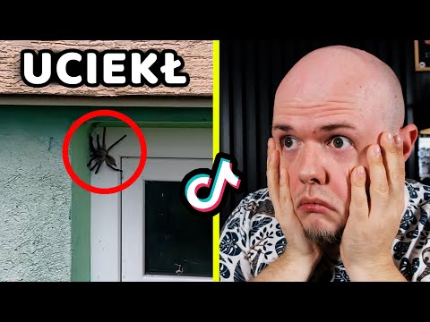 Wielki PAJĄK na ścianie bloku - wyjaśnienie