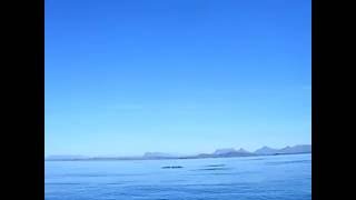 Dolphins on The Golspie Inn Hotel trip on North Coast 500 from Ullapool