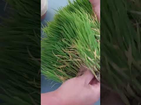 屋上テラス: レイアウトと装飾を 22 枚の素晴らしい写真で紹介!  庭園