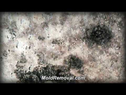 download lagu mp3 mp4 Mold Removal Birmingham, download lagu Mold Removal Birmingham gratis, unduh video klip Mold Removal Birmingham