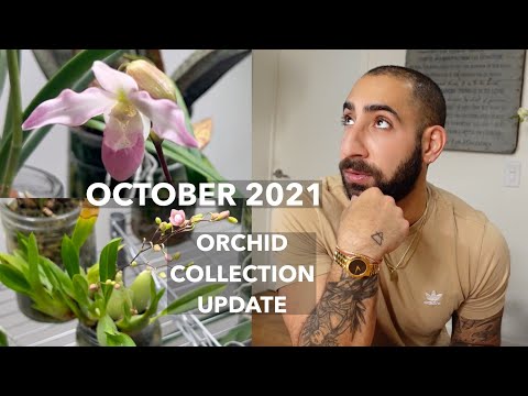 October 2021 Orchid Collection Update