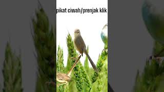 Download lagu pikat ciwah/prenjak klik untuk koloni ciwah #pikatanburung #masterpikat #burungmasteran #prenjakklik mp3