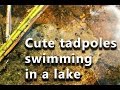 Thousands Of Tadpoles Seen In The Lake Tervajärvi Porvoo Finland