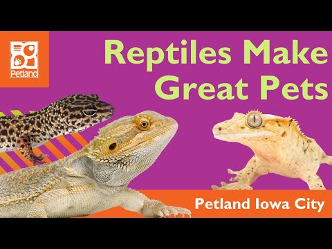 Reptiles Make Rockin’ Pets!