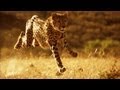 This Is Why You Can T Outrun A Cheetah Smithsonian Channel