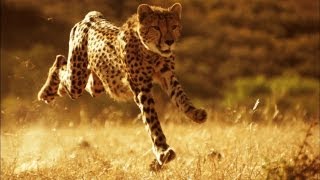 This Is Why You Can't Outrun a Cheetah