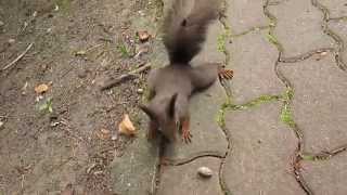 preview picture of video 'Play with a squirrel, Miskolc Tapolca'