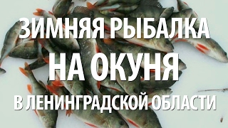 Где в ленинградской области ловить ельца