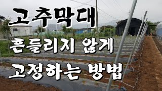 [고추농사] 고추막대/고추지주대 흔들리지 않게 고정하는 방법
