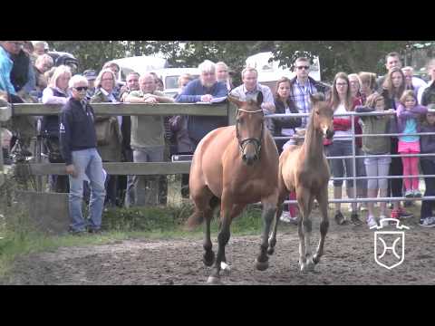 A089 Hengstfohlen von Canstakko   Cartani   Lavall I Apple Geräte HD Höchste Qualität