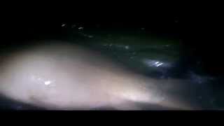 Salt Brothers Carp Fishing Bayeswater 4 x 20´s in 24 hours