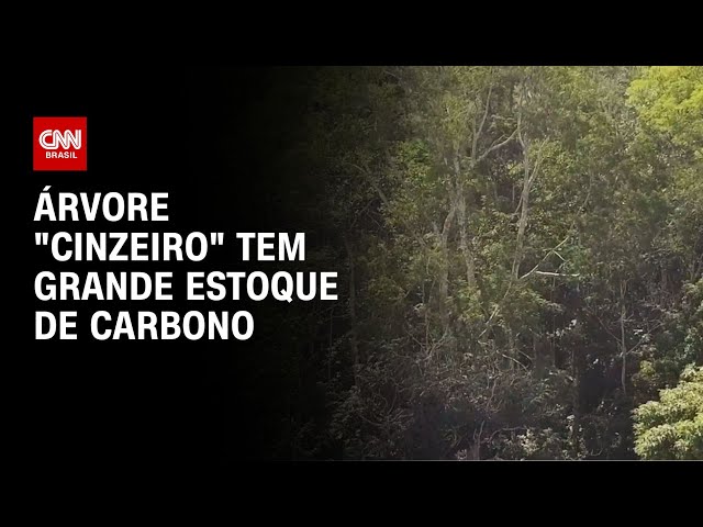 CNN Mais Verde: árvore "cinzeiro" tem grande estoque de carbono | CNN NOVO DIA