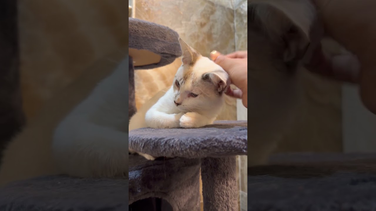 Enlarge Casper, a Adoptable American Shorthair in Bessemer, AL video 5/5