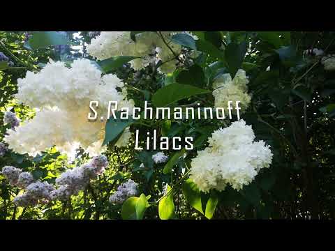 Rachmaninoff "Lilacs" Рахманинов "Сирень"