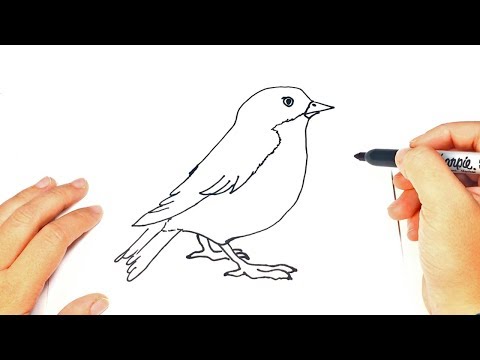 How to draw a Bird | Bird Easy Draw Tutorial - YouTube