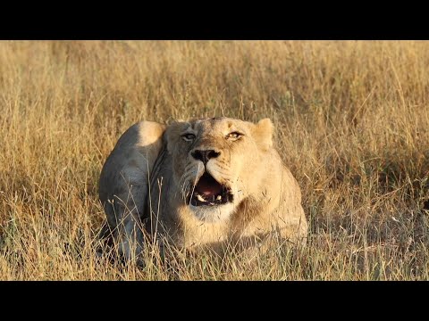 An Afternoon in Africa