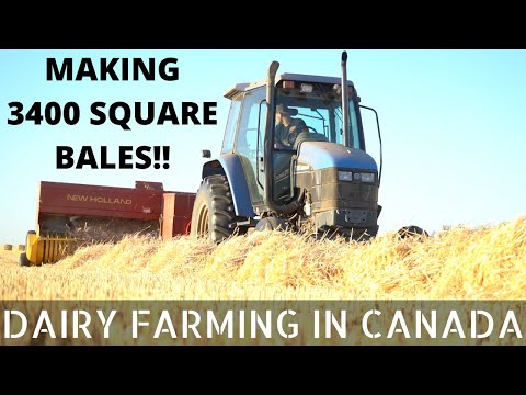 Trying To Make 3400 Small Square Bales...