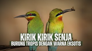 Download lagu Kirik Kirik Senja: Burung Terampil dalam Berburu di Udara mp3