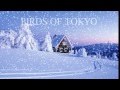 Boy by Birds of Tokyo Lyrics 