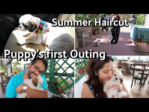 Puppy Goes Out For First Time | Short Summer Haircut For Dogs | Unexpected VLOG End