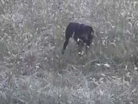 gjahtaret barbullshjan