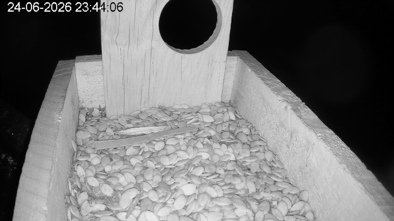 Live webcam view of Arboretum Bird Feeder Cam