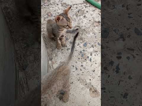 cats 😽😽😽😽