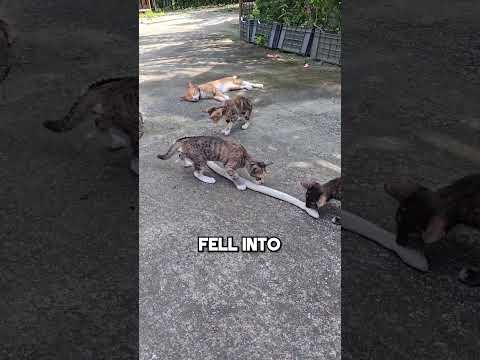 This Snake Eats Cats 🐱