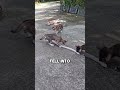 This Snake Eats Cats