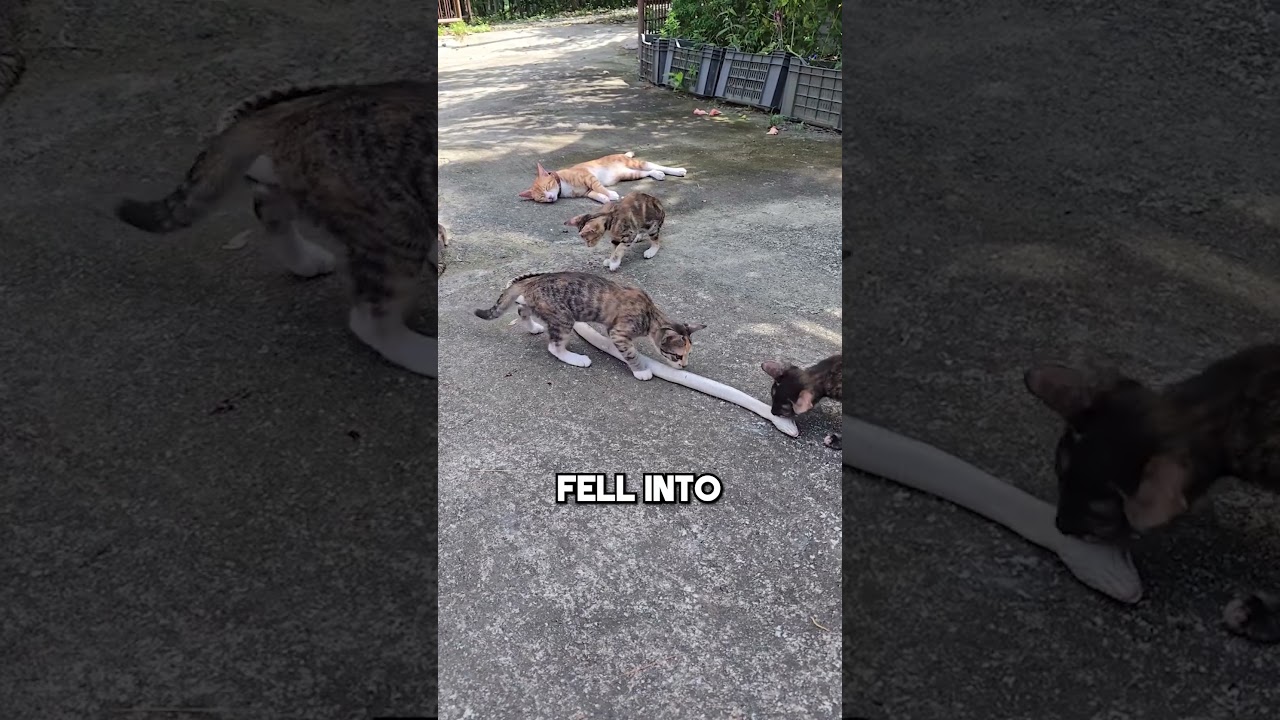 This Snake Eats Cats 🐱